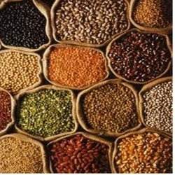 Food Grains Manufacturer Supplier Wholesale Exporter Importer Buyer Trader Retailer in Pune Maharashtra India